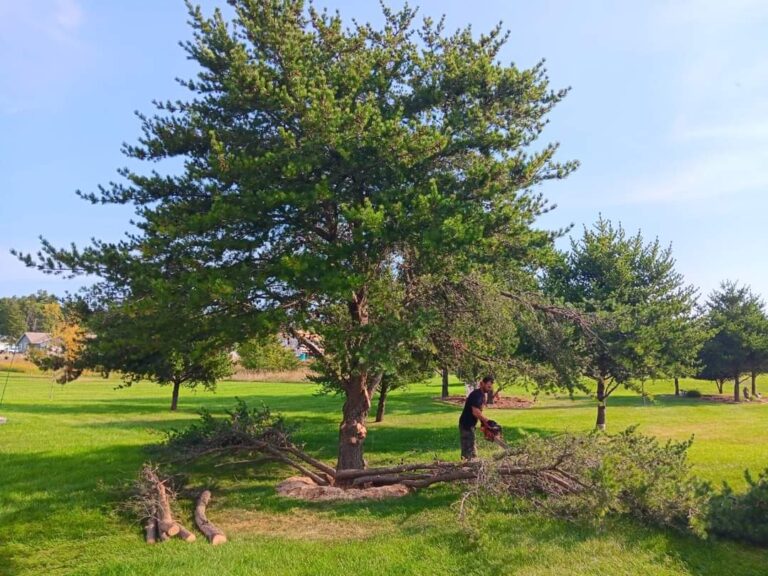 The Baxter Advantage: Why Local Expertise Matters for Tree Trimming in Minnesota’s North Woods